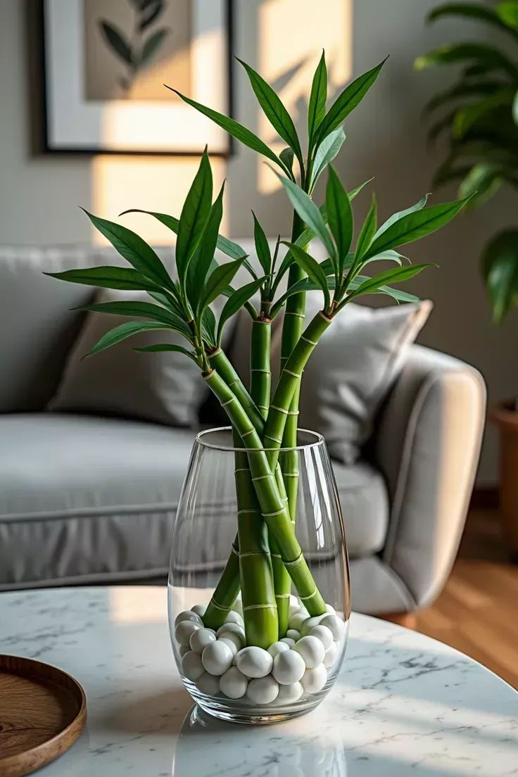 lucky Bamboo for home decor