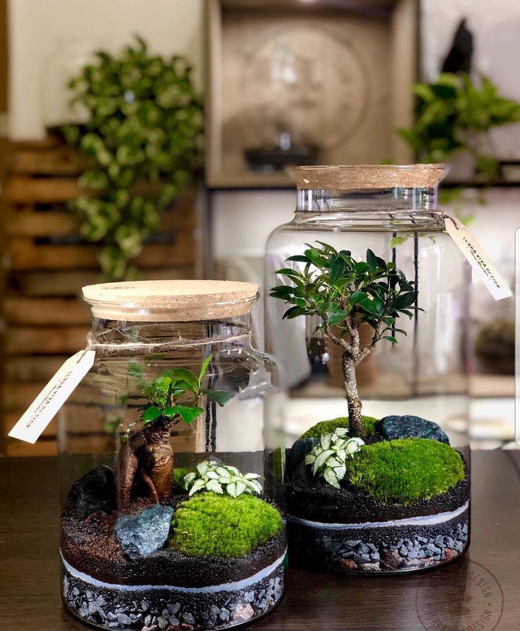 indoor plant gifting