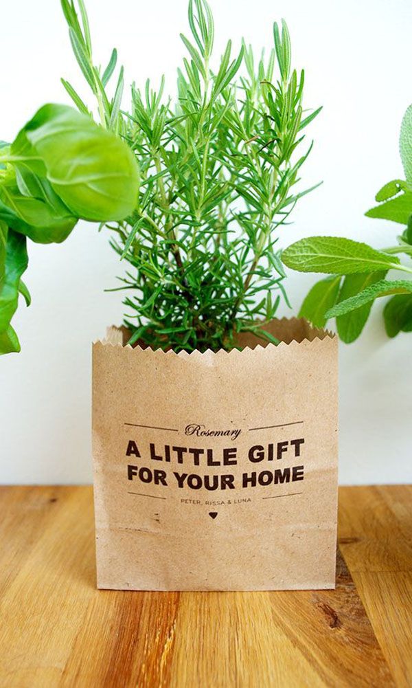 Indoor Plant Gift for your loved ones