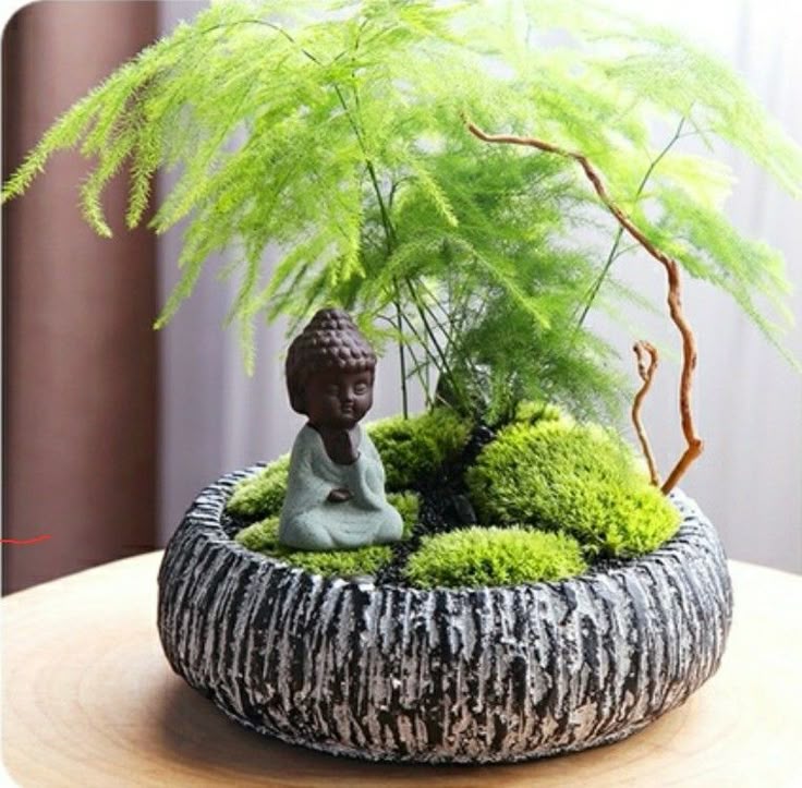 Indoor Plant for home decor